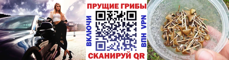OMG онион  Удомля  Псилоцибиновые грибы мицелий 